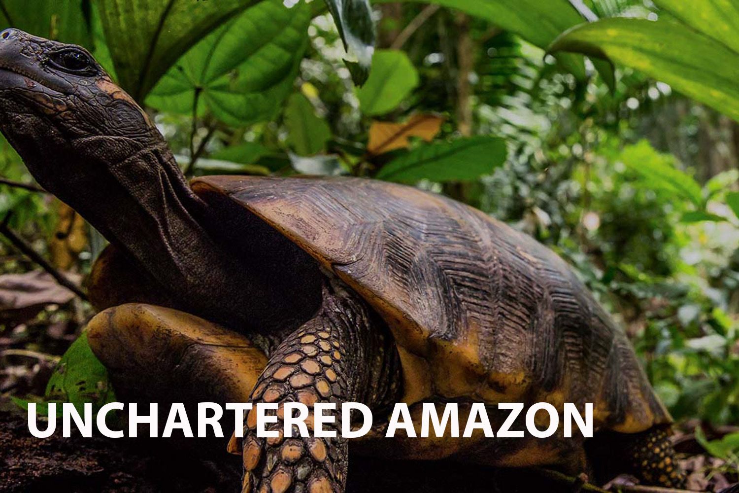 'Uncharted Amazon' An Insightful Exploration of the Amazon Rainforest