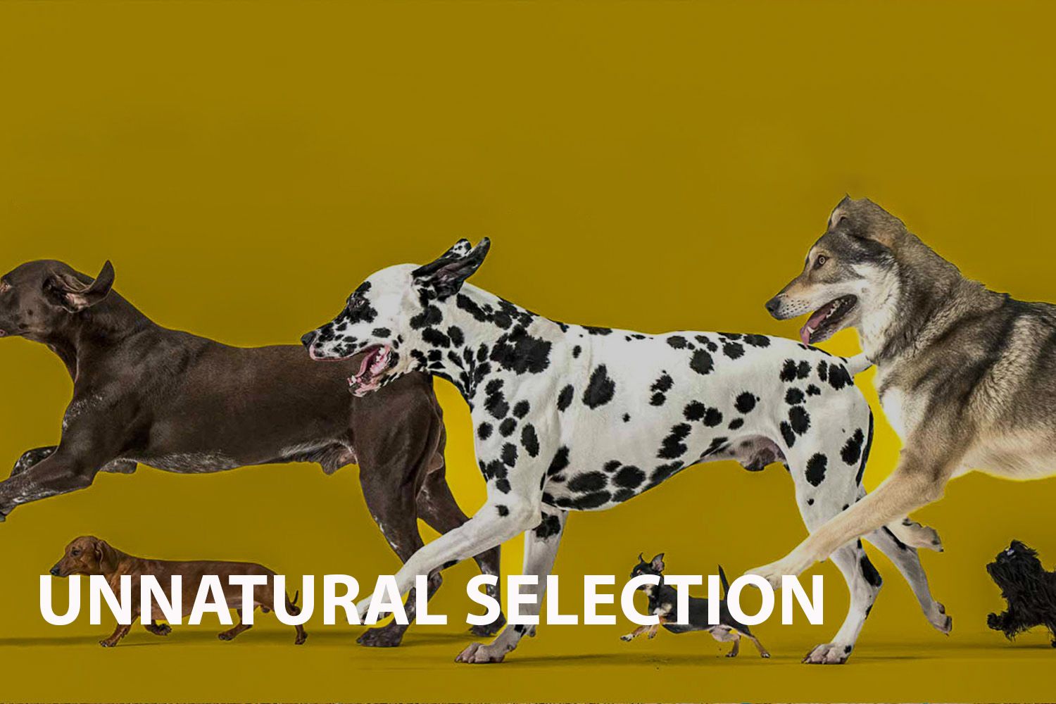 unnatural-selection