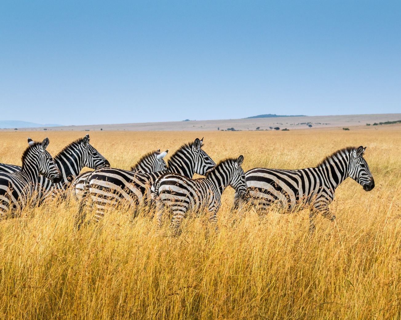 iwonder September Highlights: Animals: Hunted & Harnessed