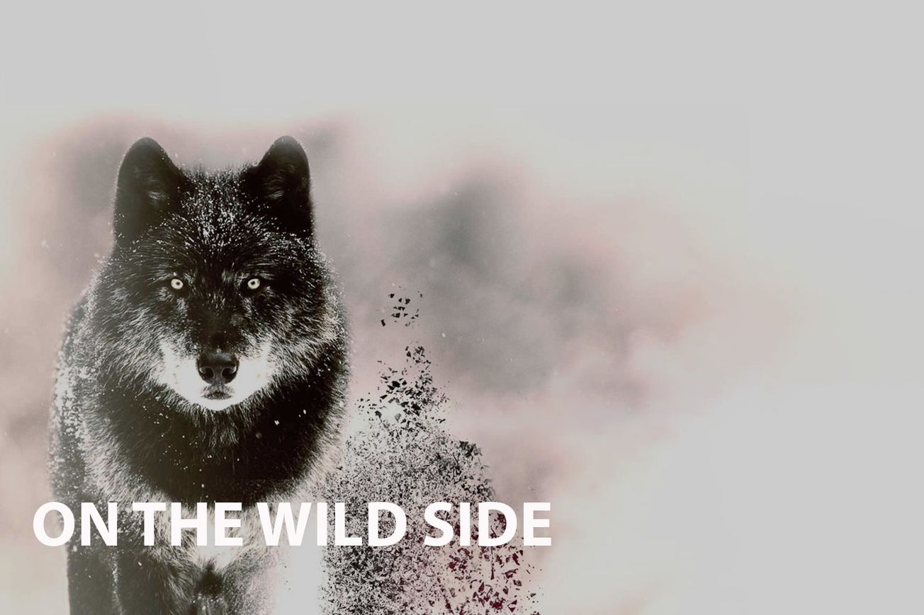 On The Wild Side: A Deep Dive into the Global Anti-Hunting Movement