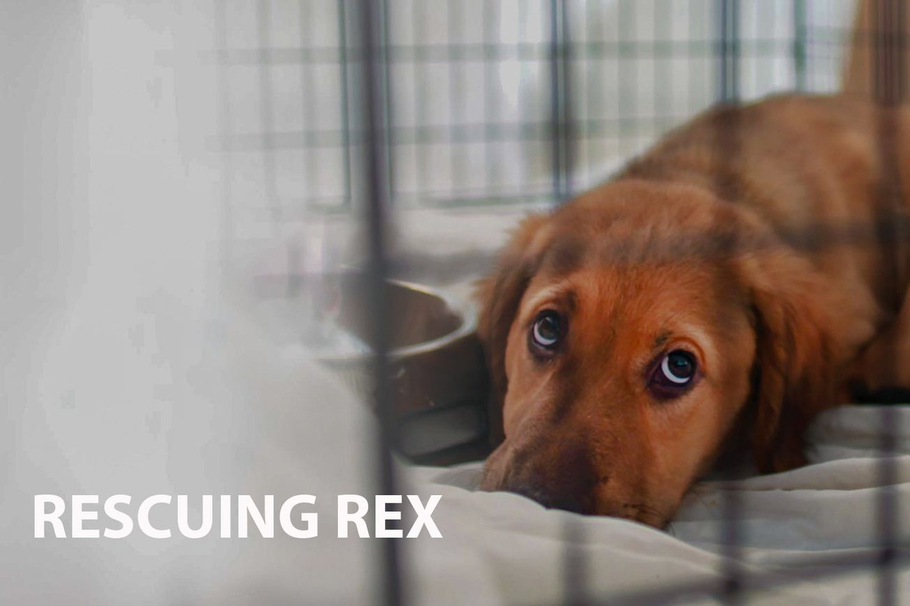 Rescuing Rex: A Journey of Canine and Human Redemption