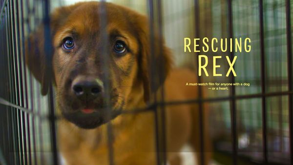 Rescuing Rex: “A must-watch film for anyone with a dog—or a heart.”